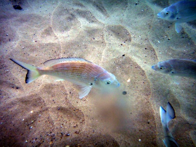 Fish at Wave Break Island