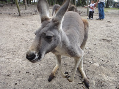 Kangaroo Enclosure